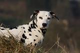 DALMATIEN 405